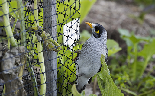 Bird control netting
