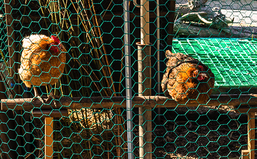Pheasant and Poultry Netting