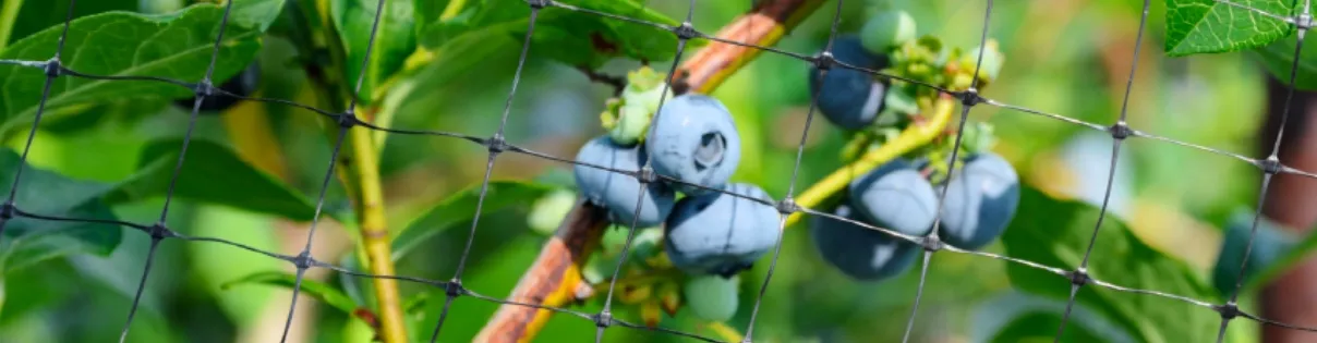 Close up of bird netting being used to protect blueberries.