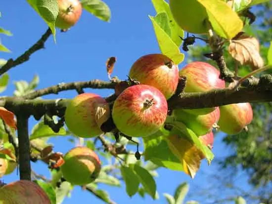 Apples on a tree