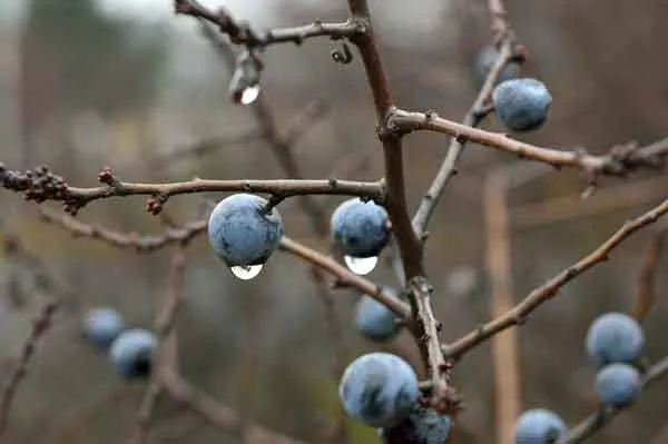 Blueberries