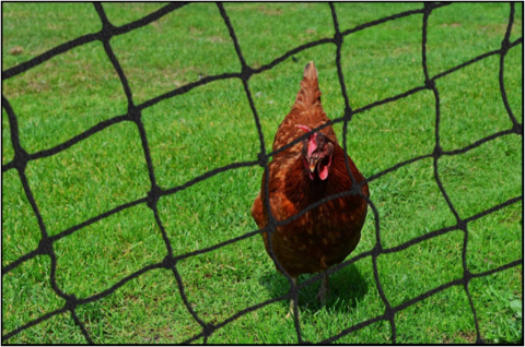 Tips for Raising Chickens in Backyard Chicken Coops