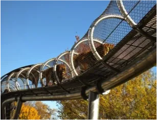 Lion in Use with Cargo Netting