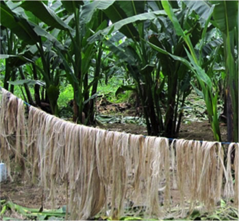 Drying manila material on a line