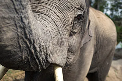 Elephant up-close