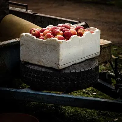 basket of apples