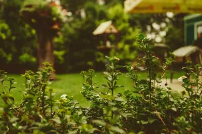 backyard garden