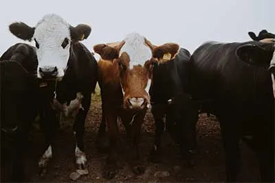 Three Cows looking at the Camera 