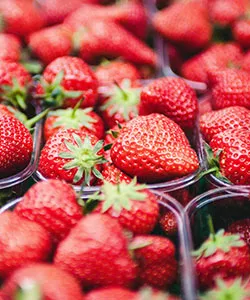 Mesh Net for Berry Baskets