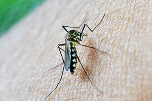 Prevent Zika Naturally with Mosquito Netting