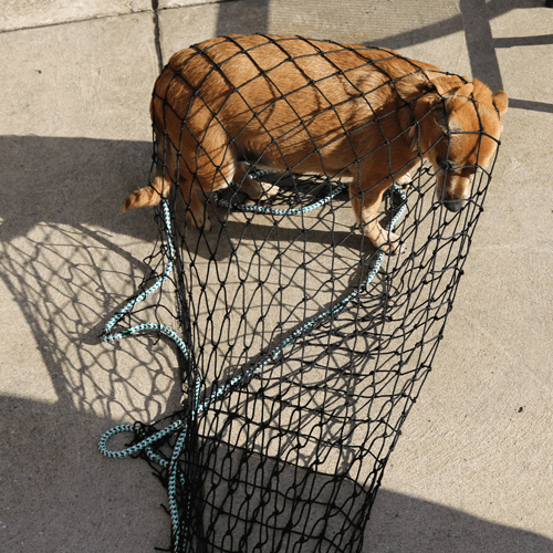 Animal Capture Net | Custom Dog Catching Net for Humane Net Trapping - US  Netting