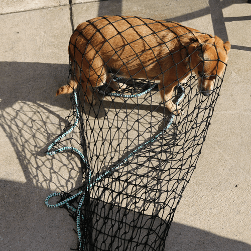 dog nets