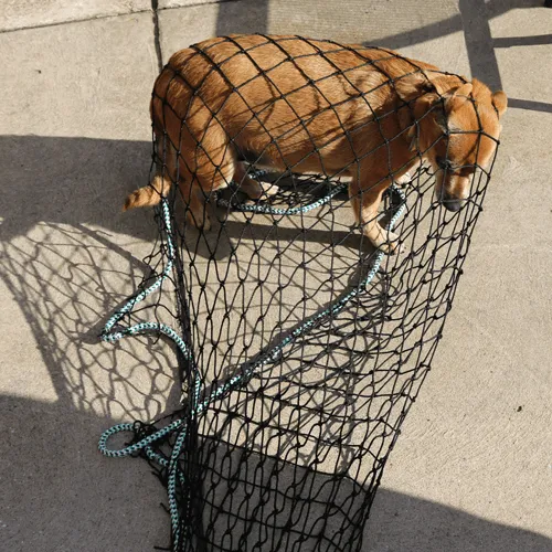 Dog caught by animal capture net 