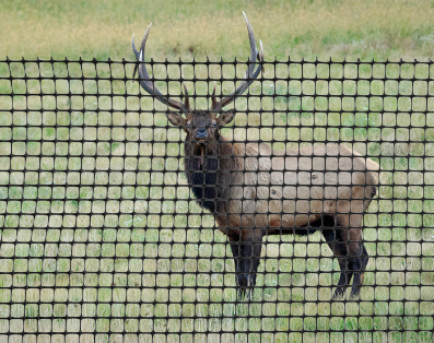 Plastic Elk Fence
