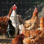 poultry fence mesh size