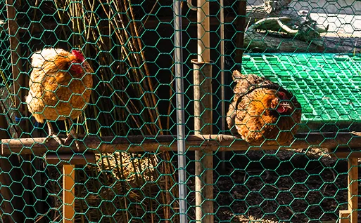 Chicken coop netting products