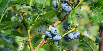 Plastic Crop Protection Nets