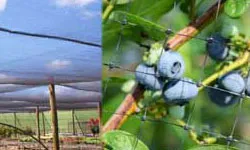 Agricultural Netting used on Blueberries