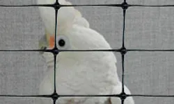 Bird behind plastic net