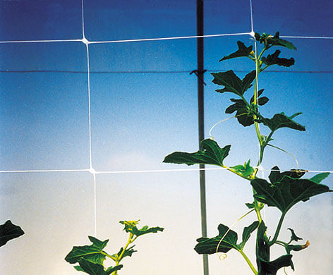 trellis netting